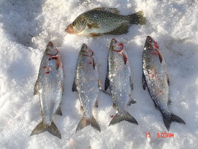 Click to expand / contract the width of this image