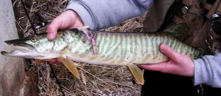 Click to expand / contract the width of this image