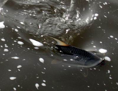 Click to expand / contract the width of this image