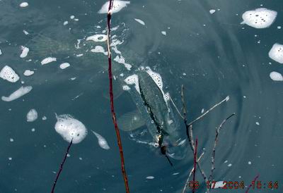 Click to expand / contract the width of this image