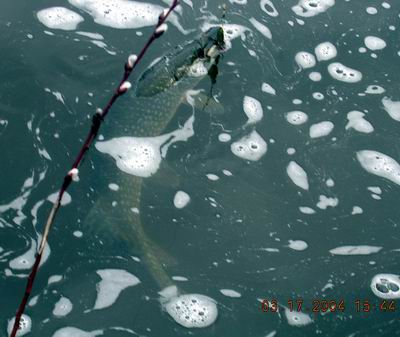 Click to expand / contract the width of this image