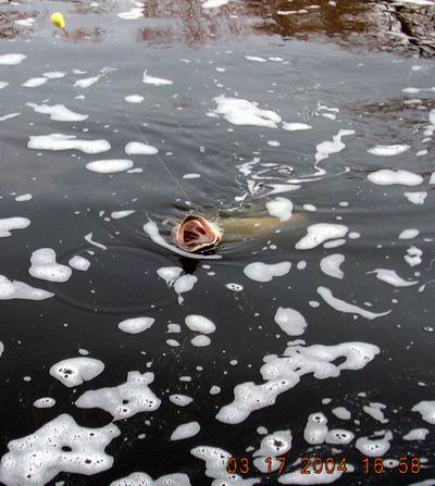 Click to expand / contract the width of this image