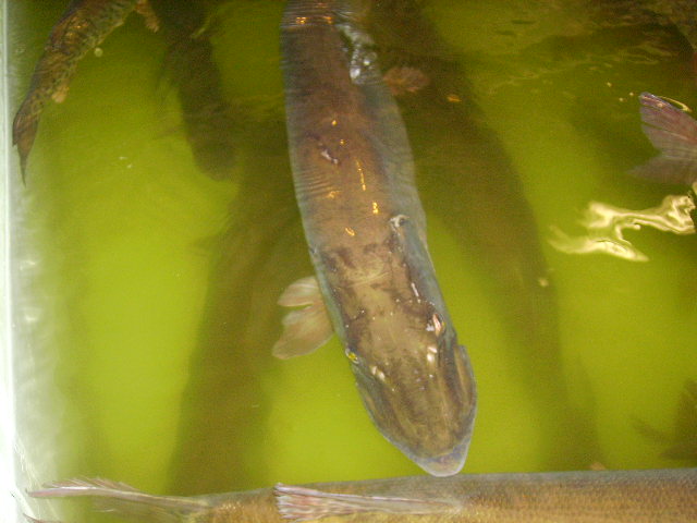 Click to expand / contract the width of this image