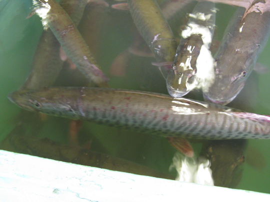 Click to expand / contract the width of this image