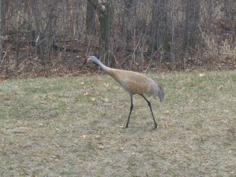 Click to expand / contract the width of this image