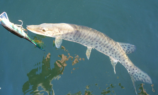 Click to expand / contract the width of this image