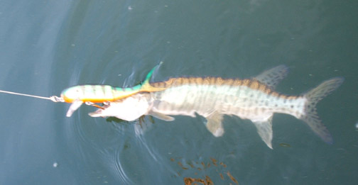 Click to expand / contract the width of this image