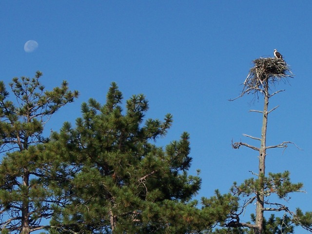 Click to expand / contract the width of this image