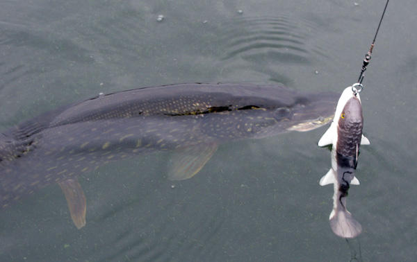 Click to expand / contract the width of this image