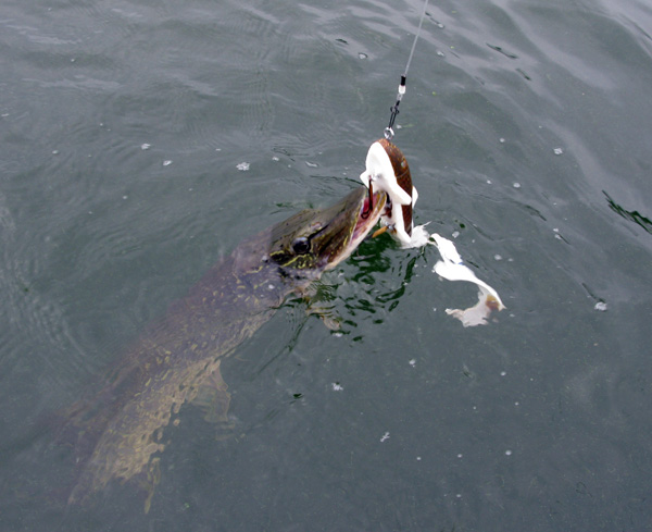 Click to expand / contract the width of this image