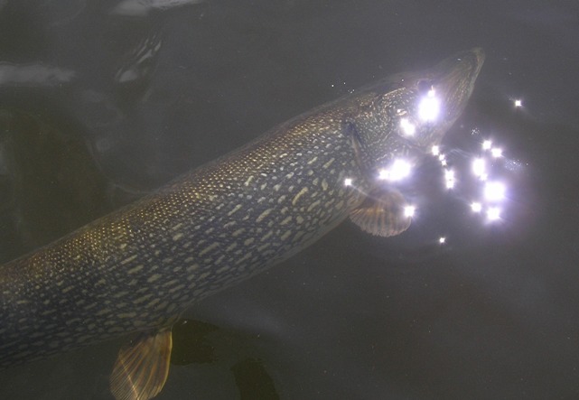 Click to expand / contract the width of this image