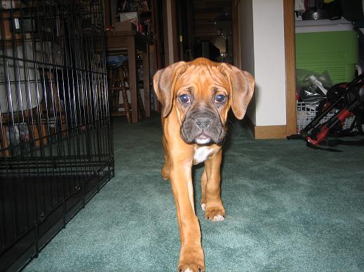 Click to expand / contract the width of this image