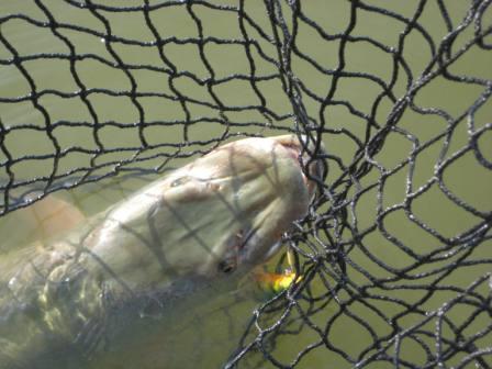 Click to expand / contract the width of this image