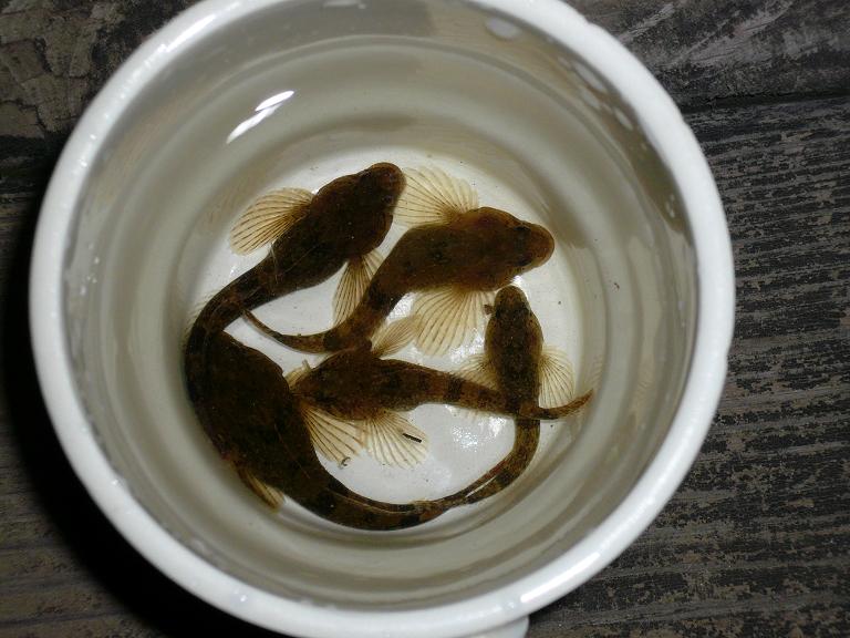 Click to expand / contract the width of this image