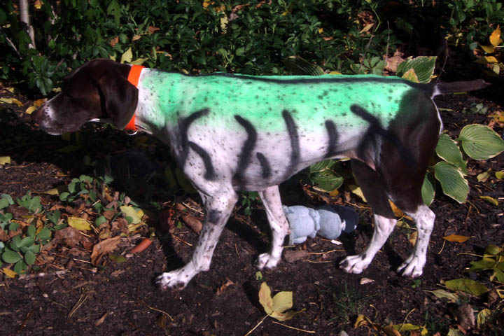 Click to expand / contract the width of this image