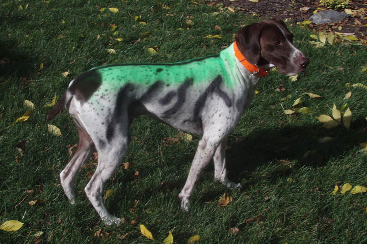 Click to expand / contract the width of this image