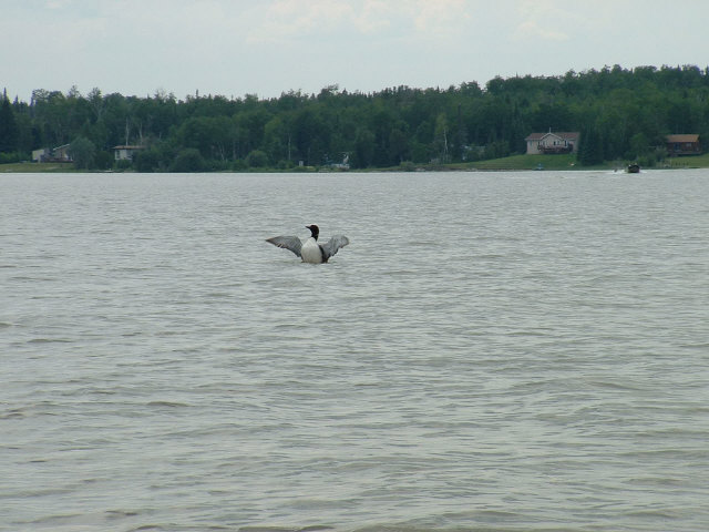 Click to expand / contract the width of this image