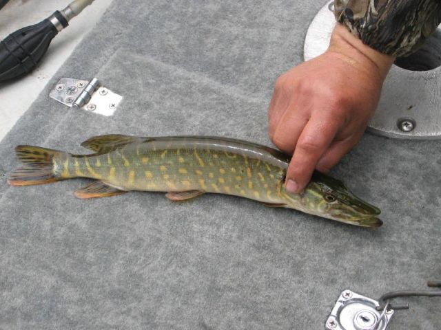 Click to expand / contract the width of this image