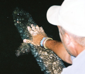 Click to expand / contract the width of this image