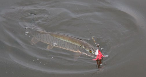 Click to expand / contract the width of this image