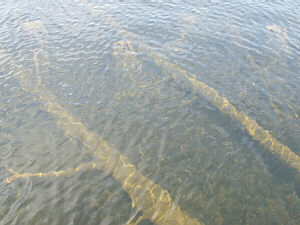 Click to expand / contract the width of this image