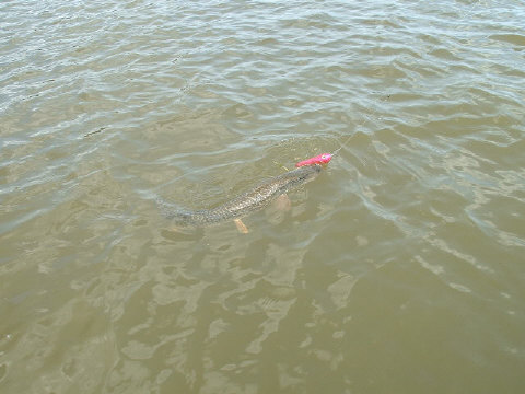 Click to expand / contract the width of this image