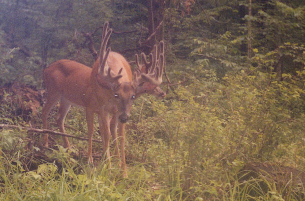 Click to expand / contract the width of this image