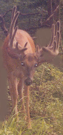 Click to expand / contract the width of this image