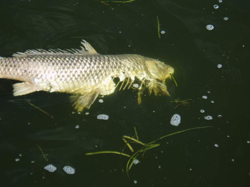 Click to expand / contract the width of this image