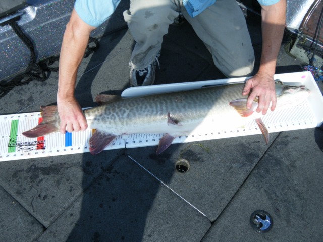 Click to expand / contract the width of this image