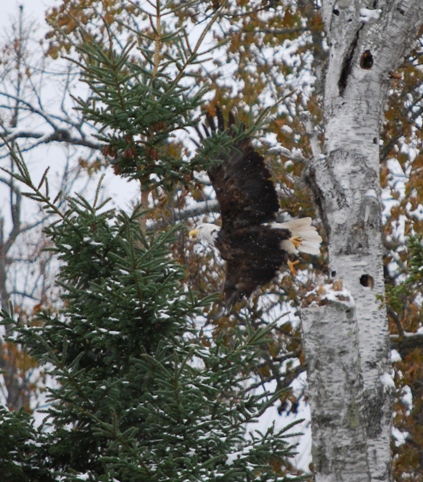 Click to expand / contract the width of this image