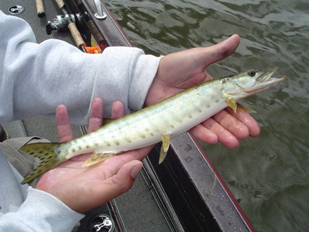 Click to expand / contract the width of this image