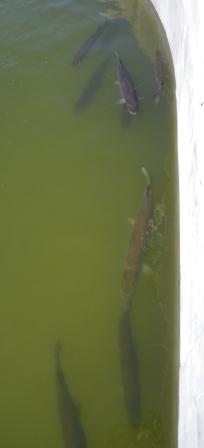 Click to expand / contract the width of this image