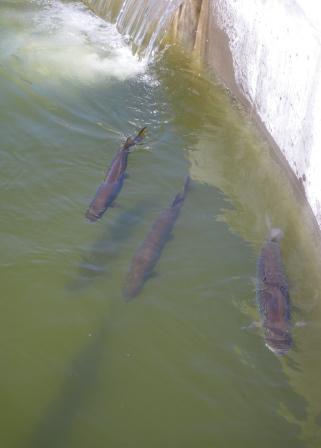 Click to expand / contract the width of this image