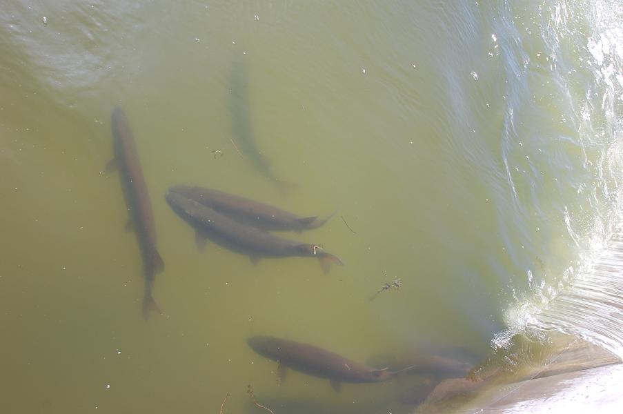 Click to expand / contract the width of this image