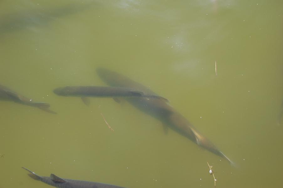 Click to expand / contract the width of this image