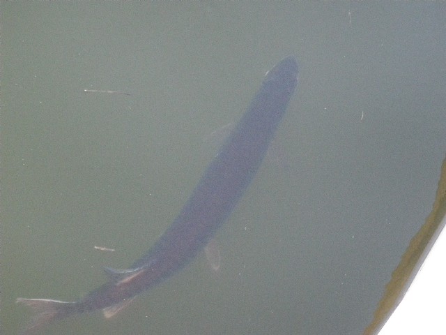 Click to expand / contract the width of this image