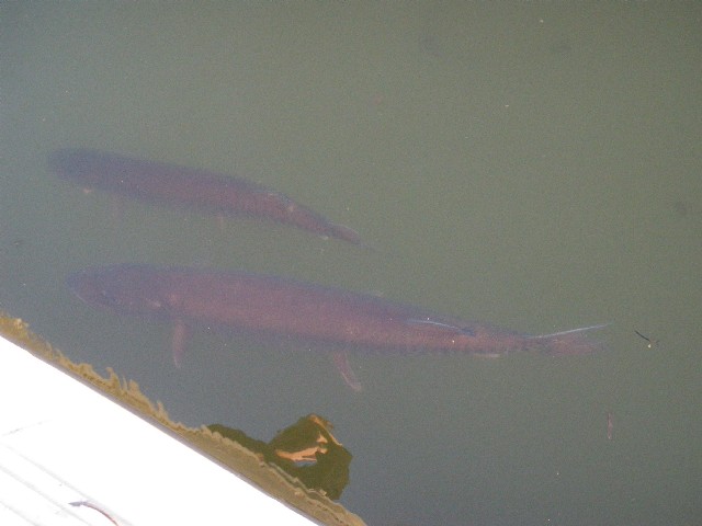 Click to expand / contract the width of this image