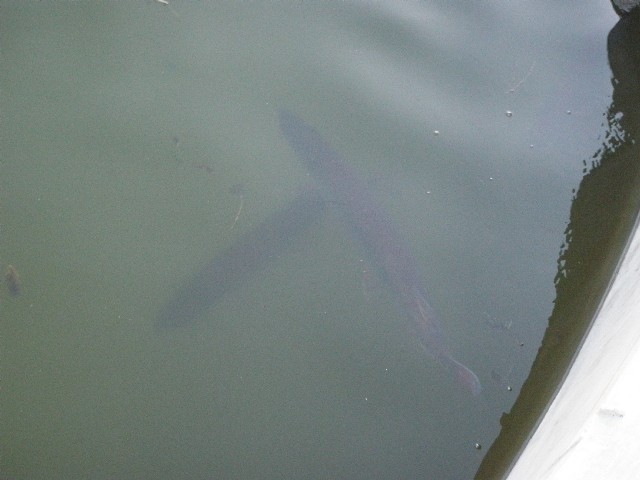 Click to expand / contract the width of this image