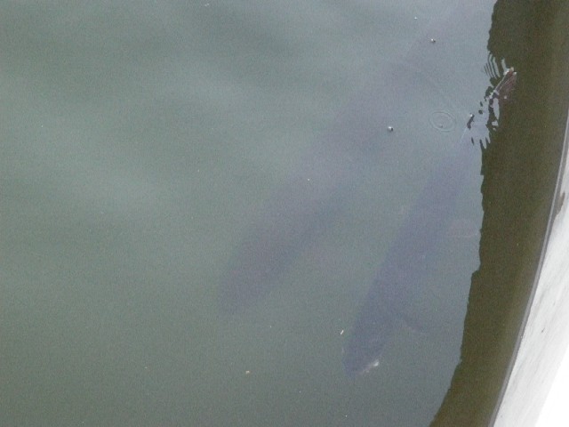 Click to expand / contract the width of this image