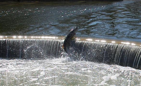 Click to expand / contract the width of this image