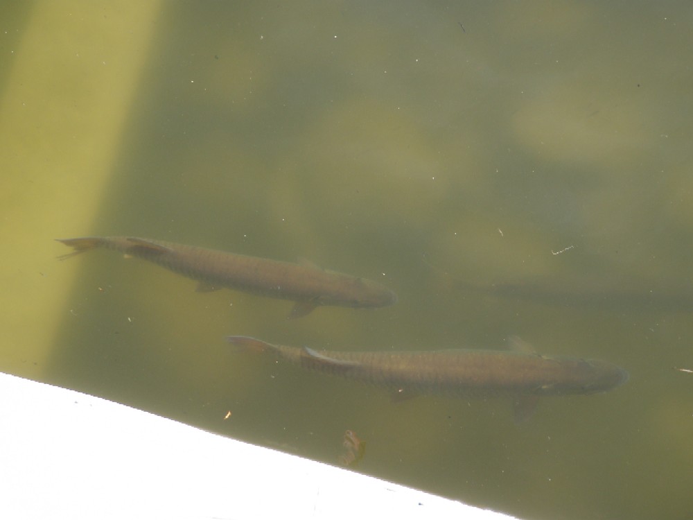 Click to expand / contract the width of this image