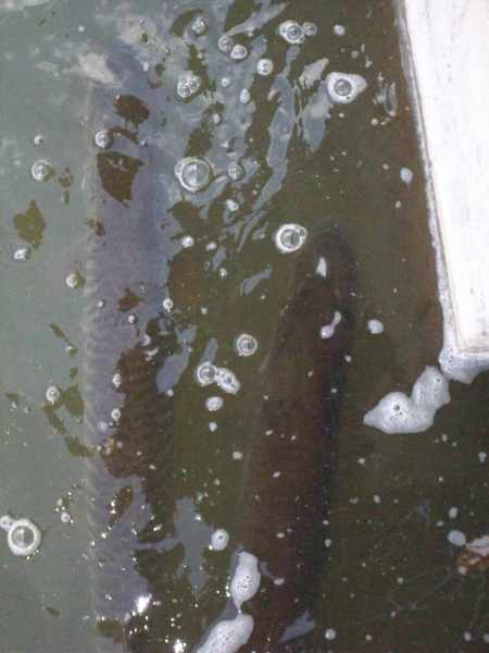 Click to expand / contract the width of this image