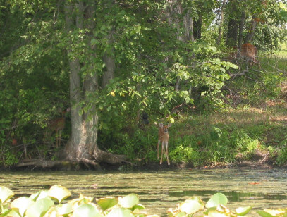 Click to expand / contract the width of this image