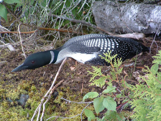 Click to expand / contract the width of this image