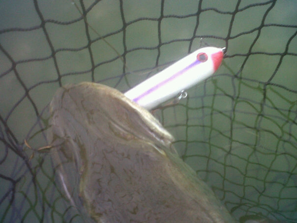 Click to expand / contract the width of this image