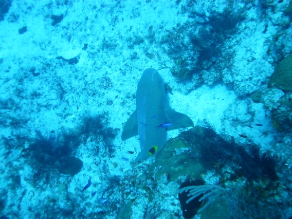 Click to expand / contract the width of this image