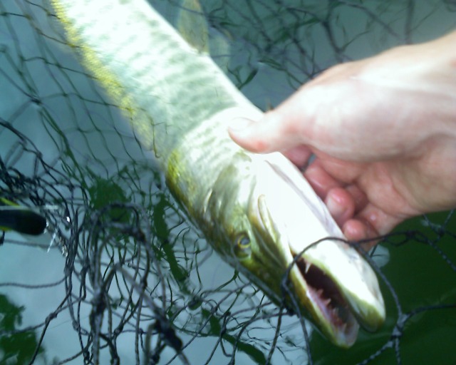 Click to expand / contract the width of this image