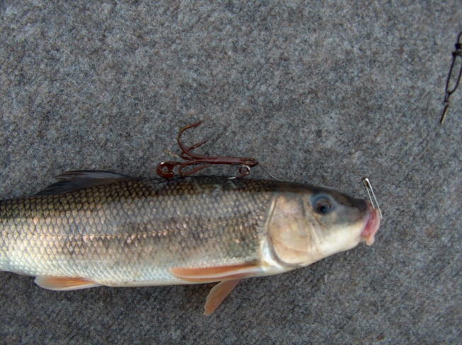 Click to expand / contract the width of this image