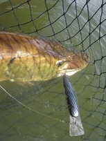 Click to expand / contract the width of this image